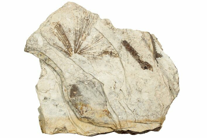 Fossil Leaf (Ginkgo sp, Fagus sp) Plate - McAbee, BC #226073